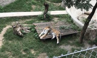 石家庄动物园怎么走